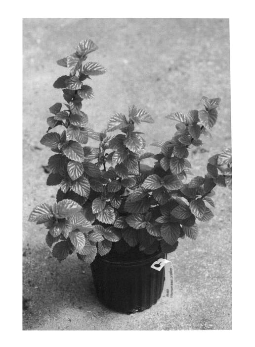 Figure 1 of US plant patent PP26576, the photograph of SMVDLS printed in the patent.