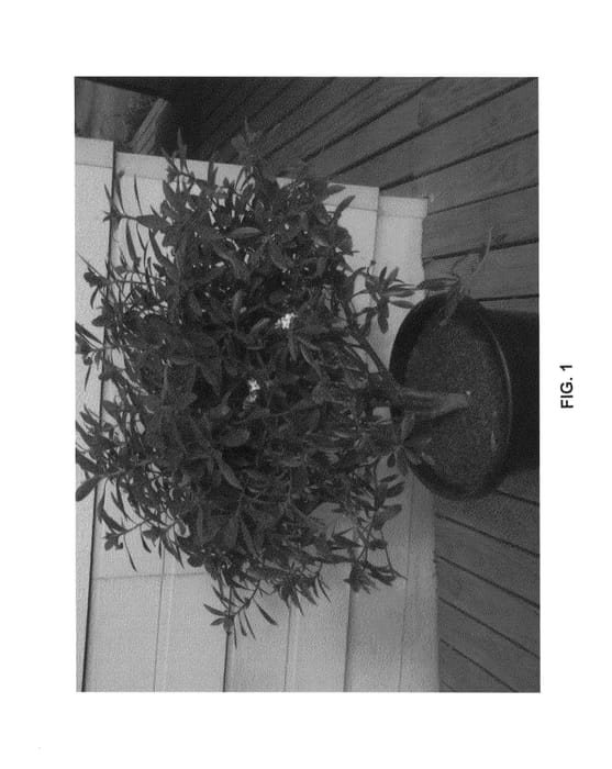 Figure 1 of US plant patent PP26577, the photograph of Sweet Amethyst printed in the patent.