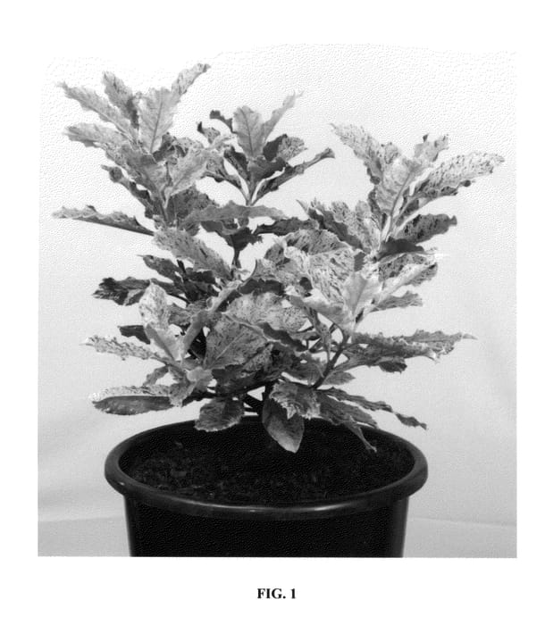 Figure 1 of US plant patent PP26578, the photograph of Oploo5 printed in the patent.