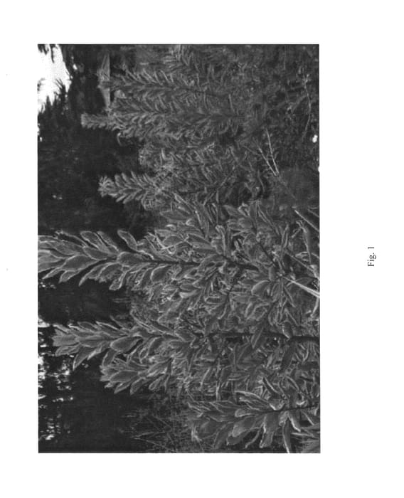 Figure 1 of US plant patent PP26579, the photograph of MBAV13 printed in the patent.