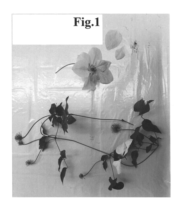 Figure 1 of US plant patent PP26580, the photograph of Evipo035 printed in the patent.