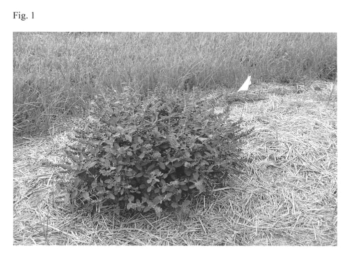 Figure 1 of US plant patent PP26581, the photograph of Blue Chip Jr printed in the patent.
