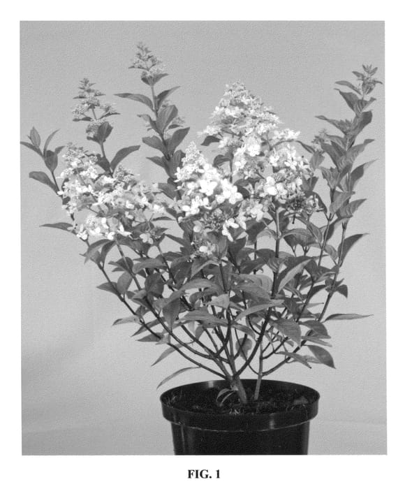 Figure 1 of US plant patent PP26582, the photograph of Vlasveld002 printed in the patent.