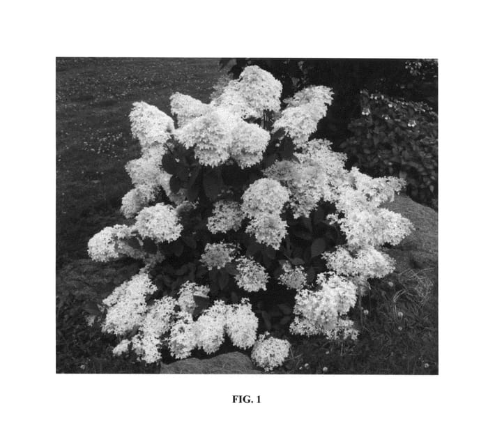 Figure 1 of US plant patent PP26583, the photograph of RENCRI printed in the patent.