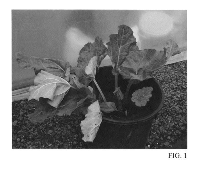 Figure 1 of US plant patent PP26584, the photograph of LMR2013 printed in the patent.