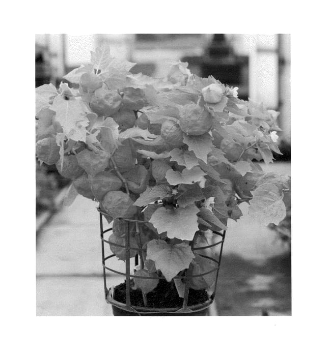Figure 1 of US plant patent PP26585, the photograph of Prince printed in the patent.
