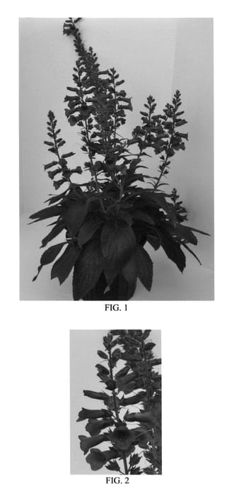 Figure 1 of US plant patent PP26586, the photograph of Takfoplgo printed in the patent.