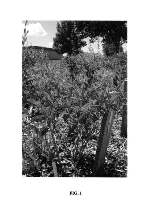 Figure 1 of US plant patent PP26587, the photograph of Grape Taffy printed in the patent.
