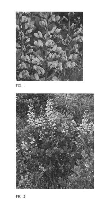 Figure 1 of US plant patent PP26588, the photograph of Pink Truffles printed in the patent.