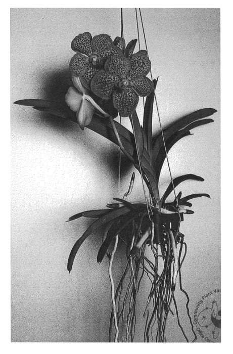 Figure 1 of US plant patent PP26589, the photograph of SPCDW1203 printed in the patent.