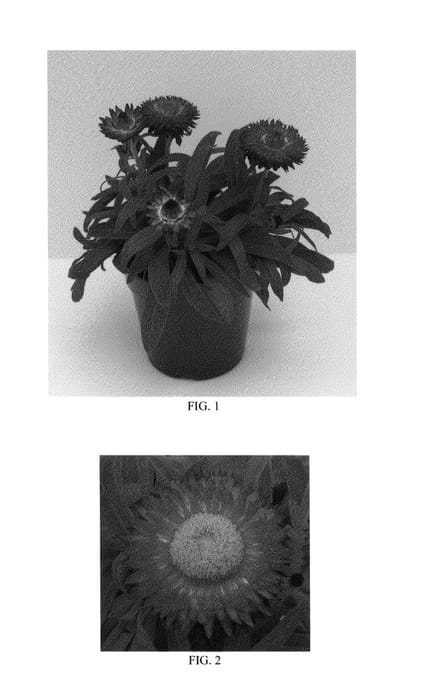 Figure 1 of US plant patent PP26590, the photograph of Bondre 11100 printed in the patent.