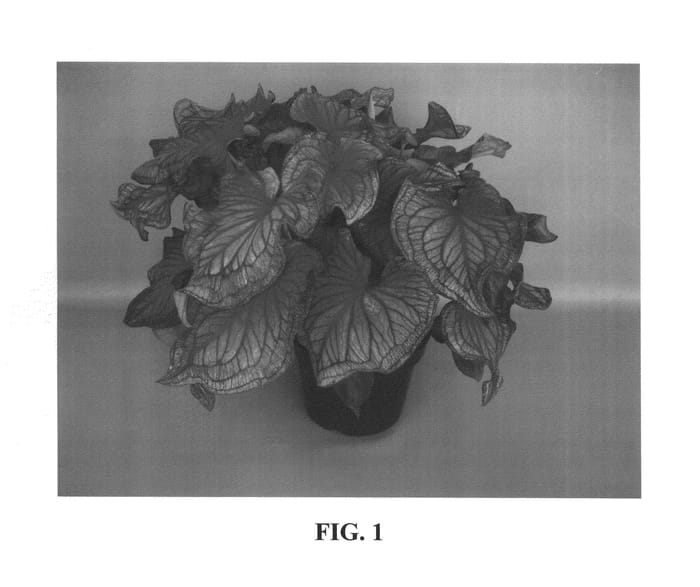 Figure 1 of US plant patent PP26591, the photograph of Sizzle printed in the patent.