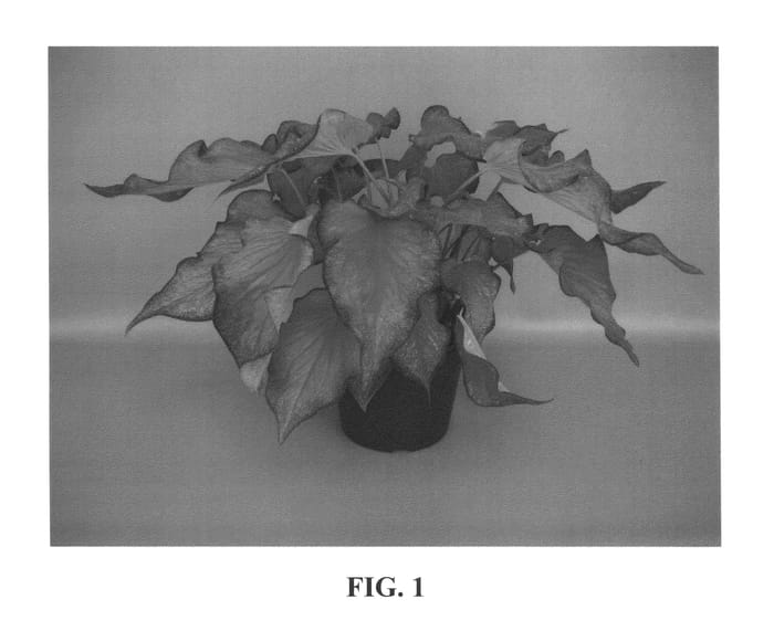 Figure 1 of US plant patent PP26592, the photograph of Passionista printed in the patent.