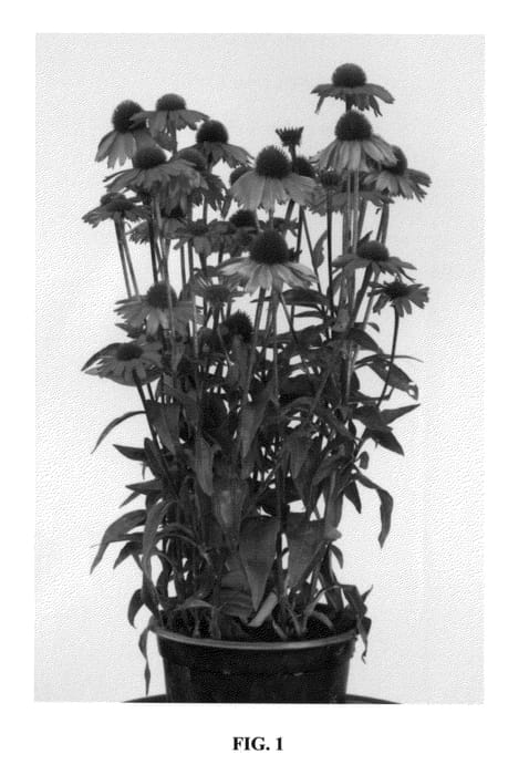Figure 1 of US plant patent PP26593, the photograph of Sensation Pink printed in the patent.