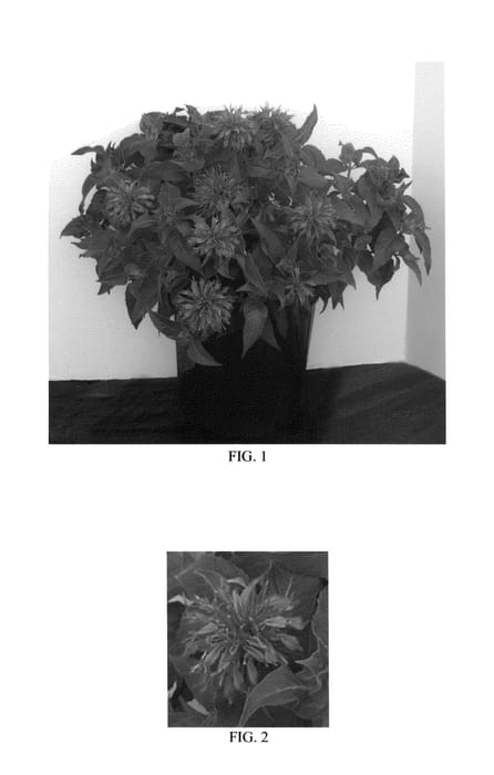 Figure 1 of US plant patent PP26594, the photograph of Balbalmac printed in the patent.