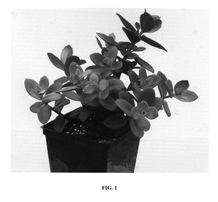 Figure 1 of US plant patent PP26595, the photograph of Firecracker printed in the patent.