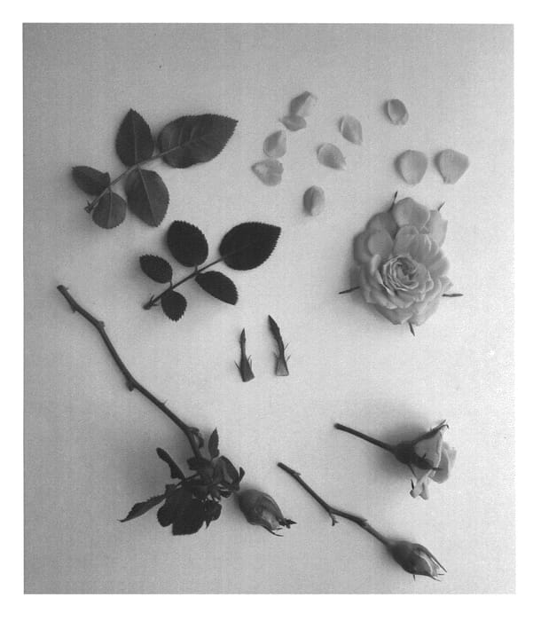Figure 1 of US plant patent PP26596, the photograph of Poulty016 printed in the patent.
