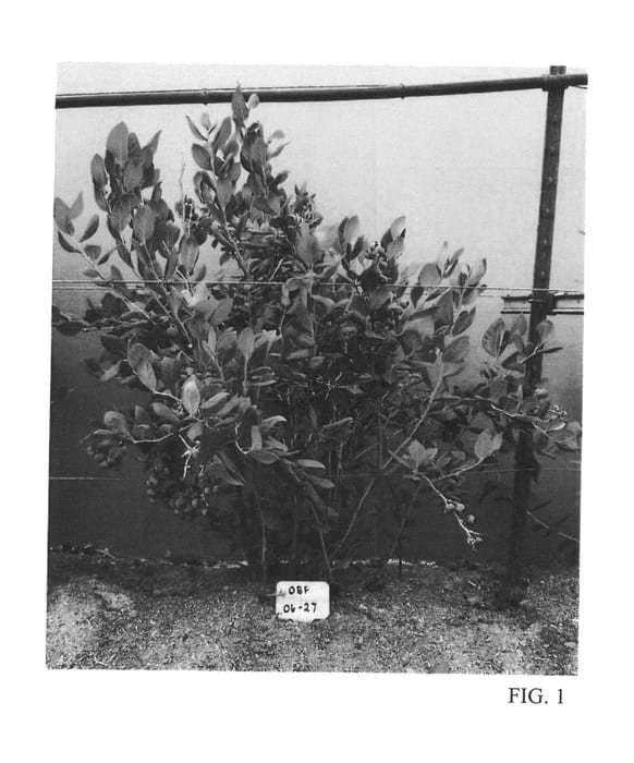 Figure 1 of US plant patent PP26597, the photograph of OBF0627 printed in the patent.