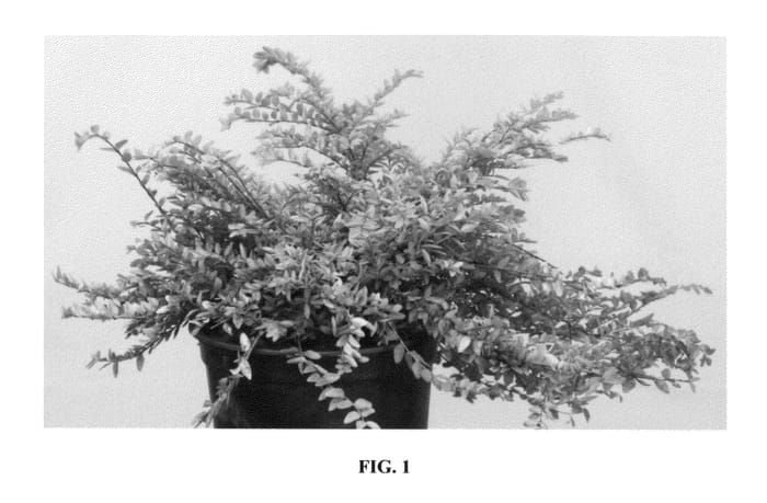 Figure 1 of US plant patent PP26598, the photograph of Golden Glow printed in the patent.