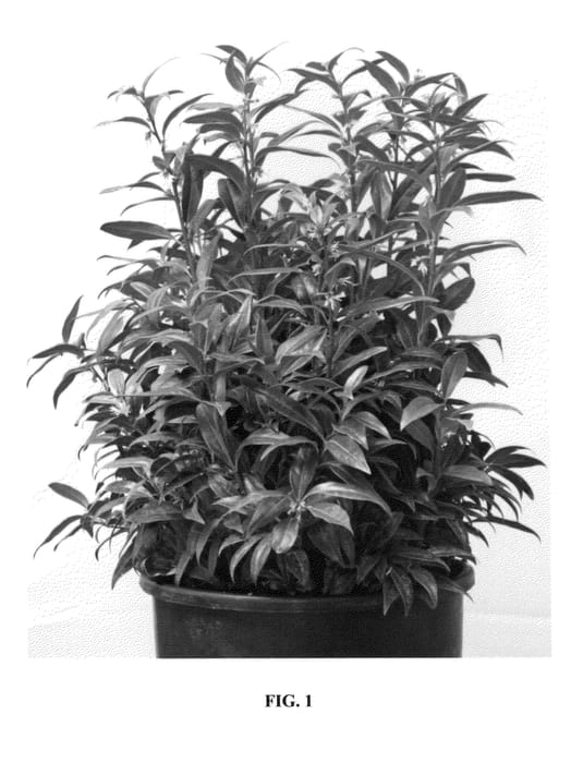 Figure 1 of US plant patent PP26599, the photograph of PMOORE03 printed in the patent.