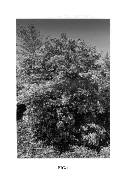 Figure 1 of US plant patent PP26600, the photograph of UMNAZ 493 printed in the patent.