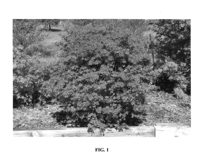 Figure 1 of US plant patent PP26601, the photograph of UMNAZ 502 printed in the patent.