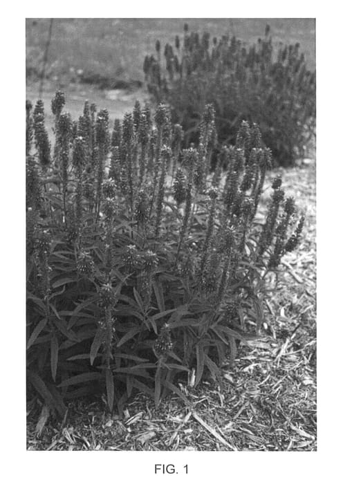 Figure 1 of US plant patent PP26602, the photograph of Novaverblu printed in the patent.