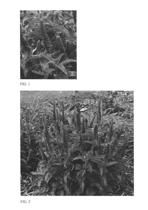 Figure 1 of US plant patent PP26603, the photograph of Enchanted Indigo printed in the patent.