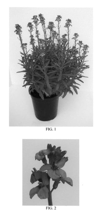 Figure 1 of US plant patent PP26604, the photograph of Balchermauv printed in the patent.