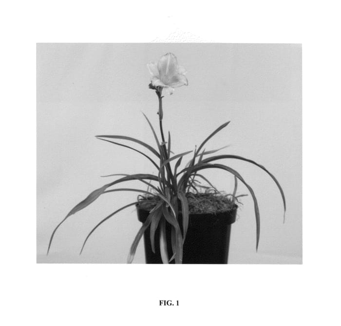 Figure 1 of US plant patent PP26605, the photograph of VER00213 printed in the patent.