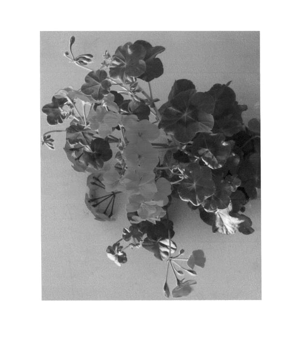 Figure 1 of US plant patent PP26606, the photograph of Pachafpur printed in the patent.