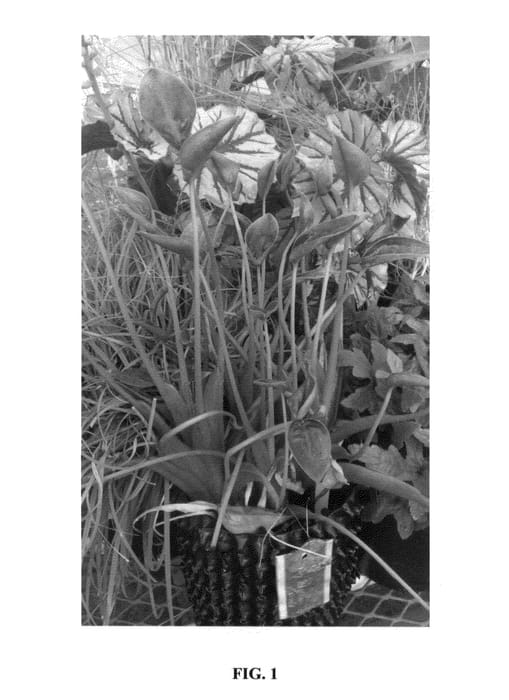 Figure 1 of US plant patent PP26607, the photograph of Tiny Dancers printed in the patent.