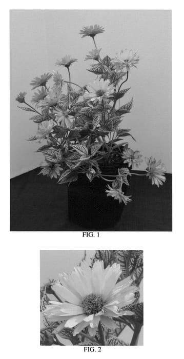 Figure 1 of US plant patent PP26608, the photograph of Double Sunstruck printed in the patent.