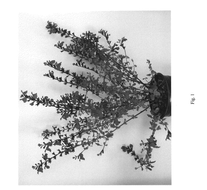 Figure 1 of US plant patent PP26609, the photograph of KILLER CRANBERRY printed in the patent.