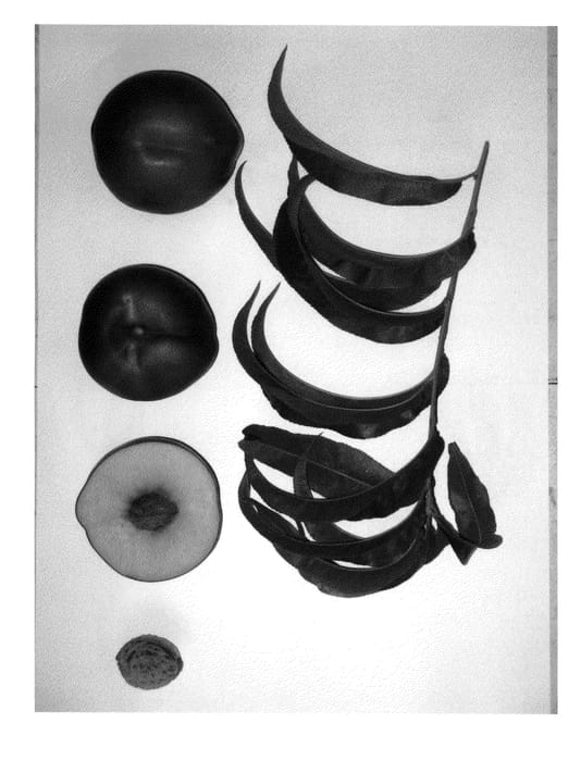 Figure 1 of US plant patent PP26610, the photograph of Burnecttwentyeight printed in the patent.