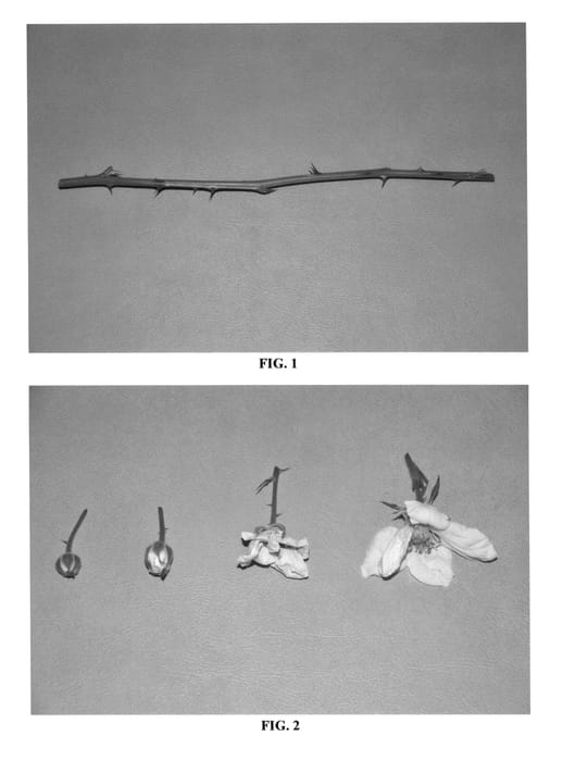 Figure 1 of US plant patent PP26611, the photograph of DrisBlackTen printed in the patent.