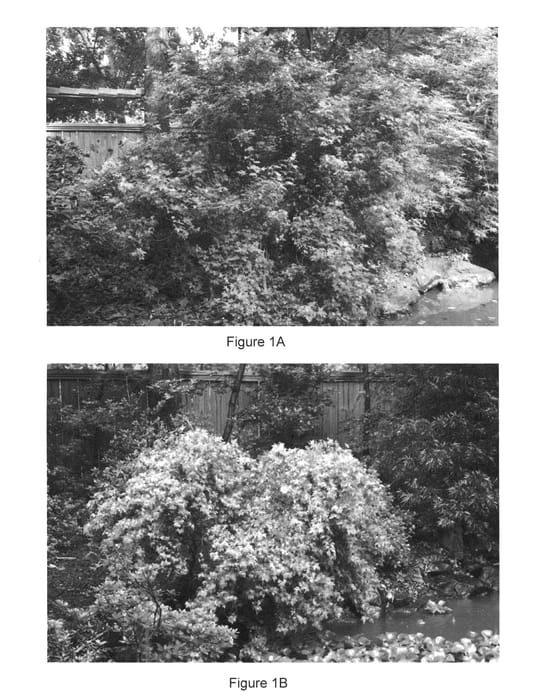 Figure 1 of US plant patent PP26612, the photograph of Baby Dragon printed in the patent.