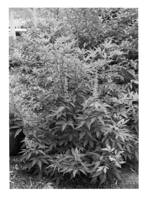 Figure 1 of US plant patent PP26614, the photograph of SMVACBD printed in the patent.
