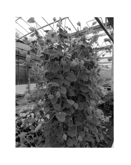 Figure 1 of US plant patent PP26615, the photograph of Westhushiyel printed in the patent.