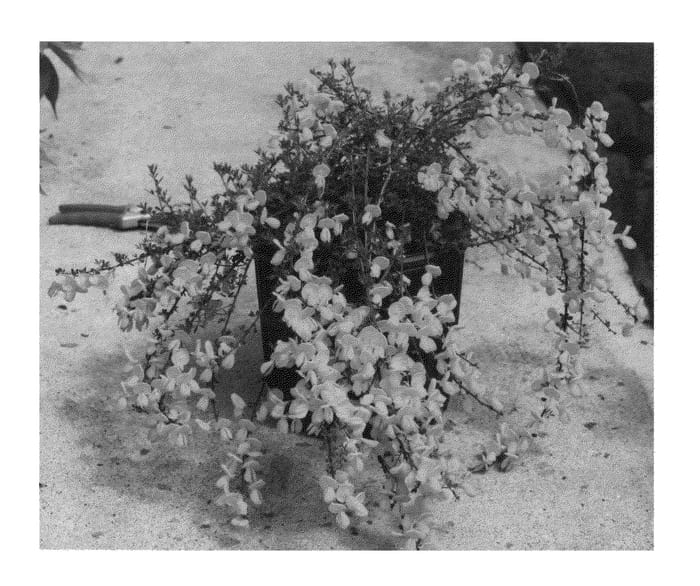 Figure 1 of US plant patent PP26616, the photograph of SMSCGF printed in the patent.