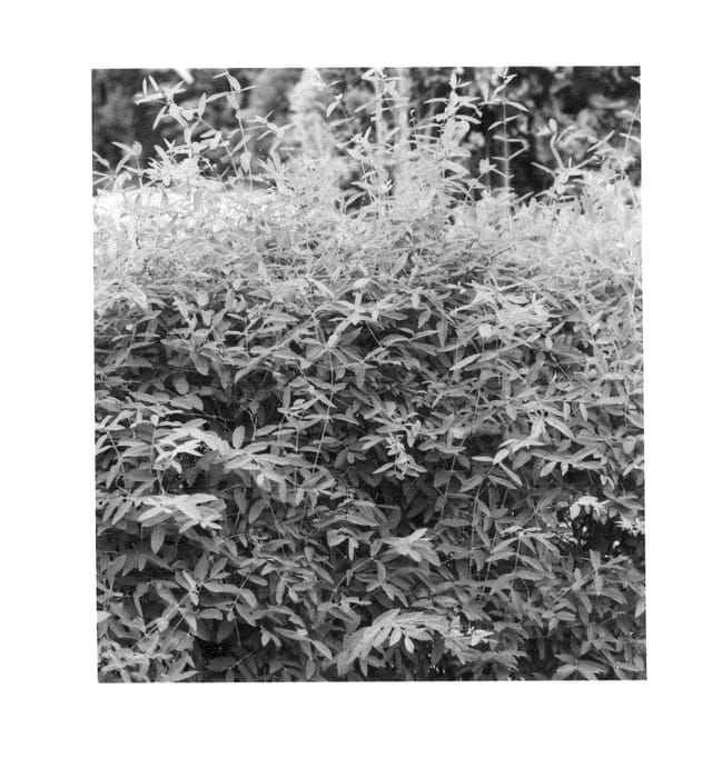 Figure 1 of US plant patent PP26617, the photograph of Dolce Vita printed in the patent.