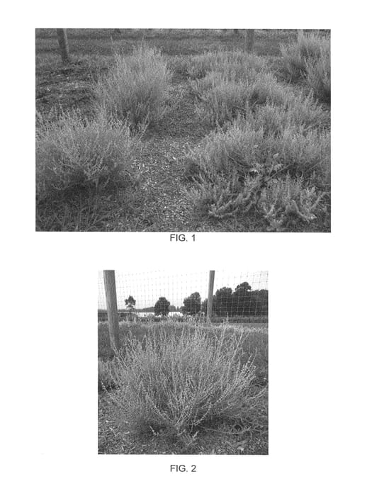 Figure 1 of US plant patent PP26618, the photograph of Novaperlac printed in the patent.
