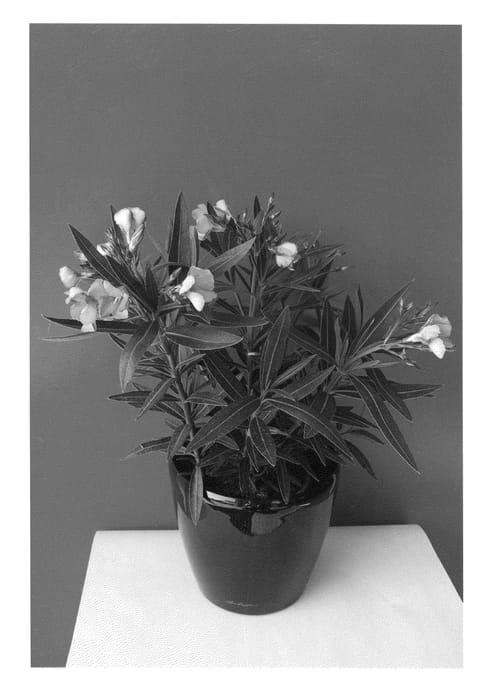 Figure 1 of US plant patent PP26619, the photograph of Juwel printed in the patent.