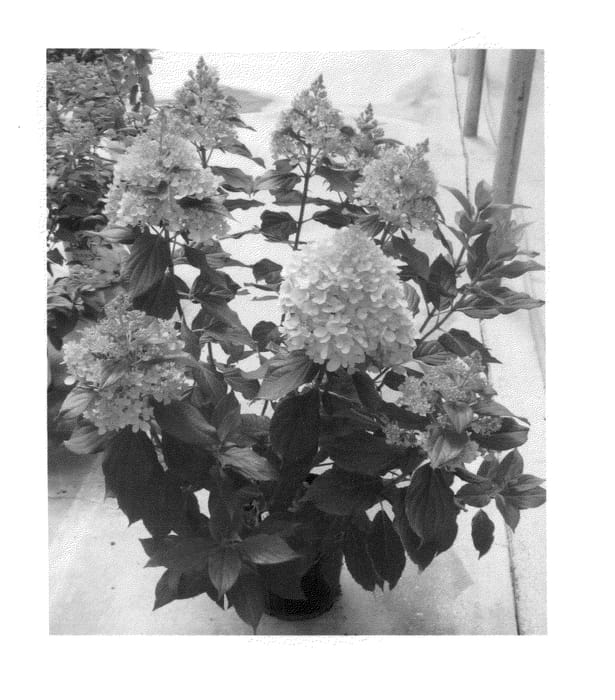 Figure 1 of US plant patent PP26620, the photograph of SMHPZIND printed in the patent.