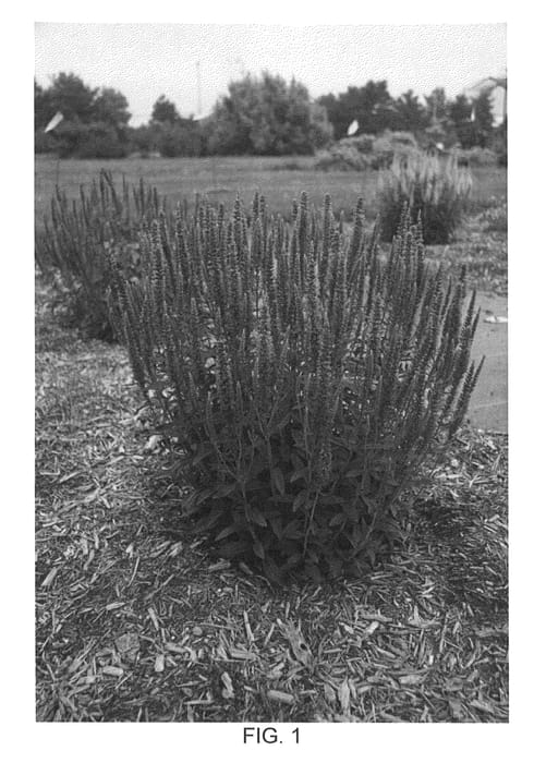 Figure 1 of US plant patent PP26621, the photograph of Novavermau printed in the patent.