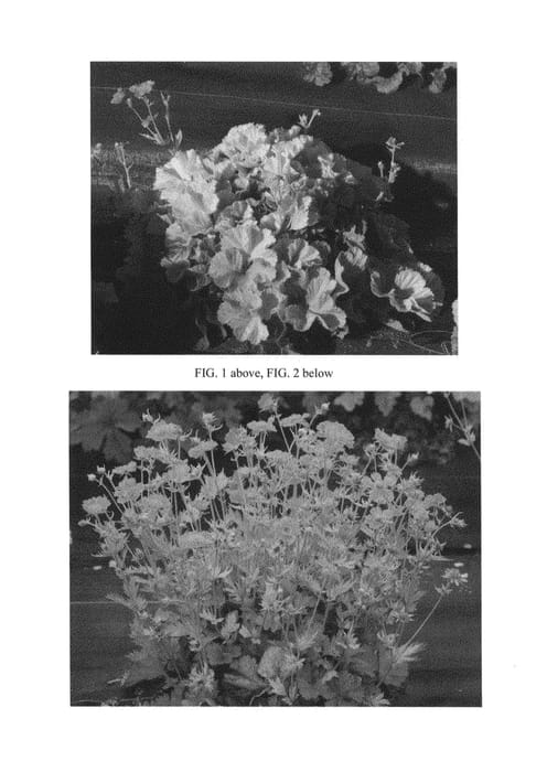 Figure 1 of US plant patent PP26622, the photograph of Sunkissed Lime printed in the patent.