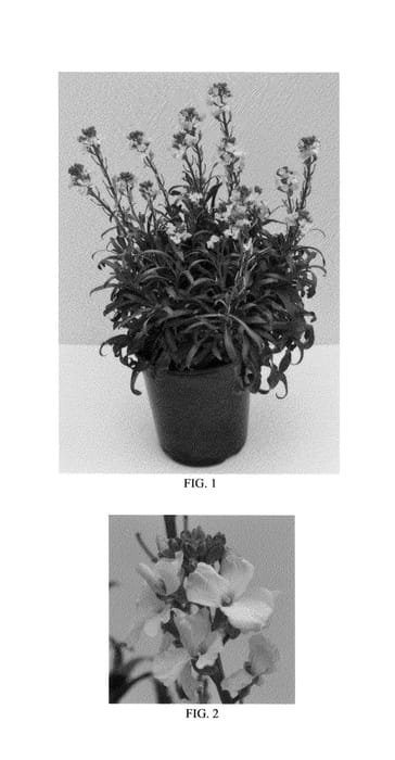 Figure 1 of US plant patent PP26623, the photograph of Balcherlemy printed in the patent.