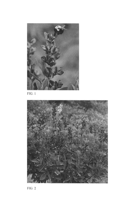 Figure 1 of US plant patent PP26624, the photograph of Brownie Points printed in the patent.