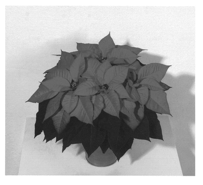 Figure 1 of US plant patent PP26625, the photograph of NPCW13218 printed in the patent.