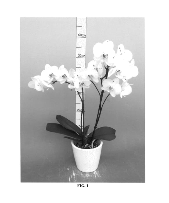 Figure 1 of US plant patent PP26626, the photograph of PHALCISBIK printed in the patent.